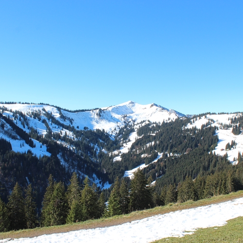 Hundetreffen 2014 im Allgäu (14)